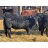 Image 1 : Finnlane Farms - 865# Heifers - 45 Head (Watrous, SK)