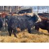 Image 3 : Finnlane Farms - 865# Heifers - 45 Head (Watrous, SK)