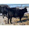 Image 4 : Finnlane Farms - 865# Heifers - 45 Head (Watrous, SK)