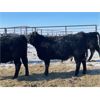 Image 5 : Finnlane Farms - 865# Heifers - 45 Head (Watrous, SK)