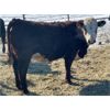 Image 6 : Finnlane Farms - 865# Heifers - 45 Head (Watrous, SK)