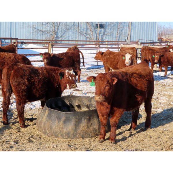 Winn Man Farms - 780# Steers - 78 Head (Winnipegosis, MB)