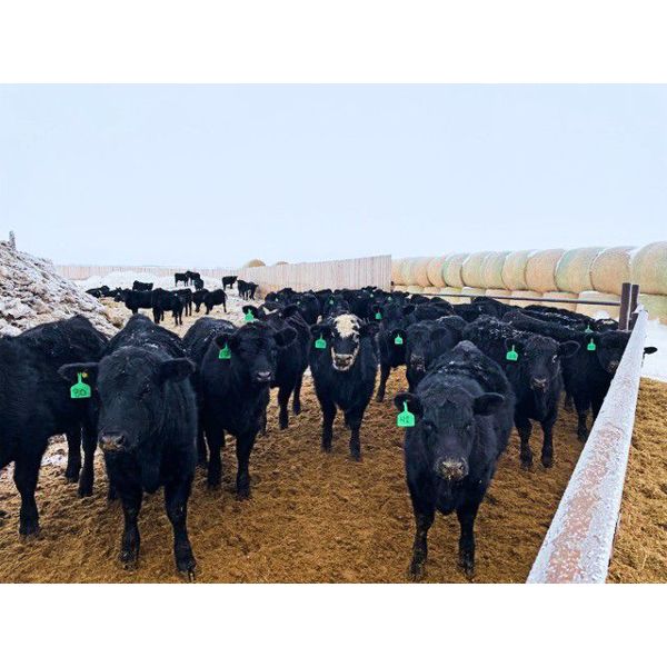 Josh Herauf - 1000# Heifers - 370 Head (Davin, SK)