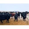 Image 2 : Josh Herauf - 1000# Heifers - 370 Head (Davin, SK)