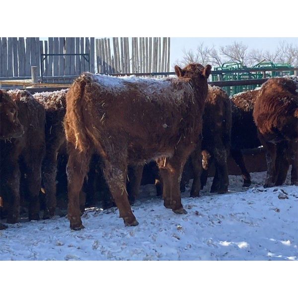 Walker Ranching Ltd. - 635# Heifers - 77 Head (Rosetown, SK)