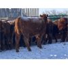 Image 1 : Walker Ranching Ltd. - 635# Heifers - 77 Head (Rosetown, SK)