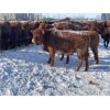 Image 2 : Walker Ranching Ltd. - 635# Heifers - 77 Head (Rosetown, SK)