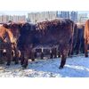Image 3 : Walker Ranching Ltd. - 635# Heifers - 77 Head (Rosetown, SK)