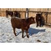 Image 5 : Walker Ranching Ltd. - 635# Heifers - 77 Head (Rosetown, SK)