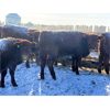 Image 6 : Walker Ranching Ltd. - 635# Heifers - 77 Head (Rosetown, SK)