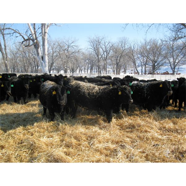 Joe Waldner - 775# Heifers - 80 Head (Jenner, AB)