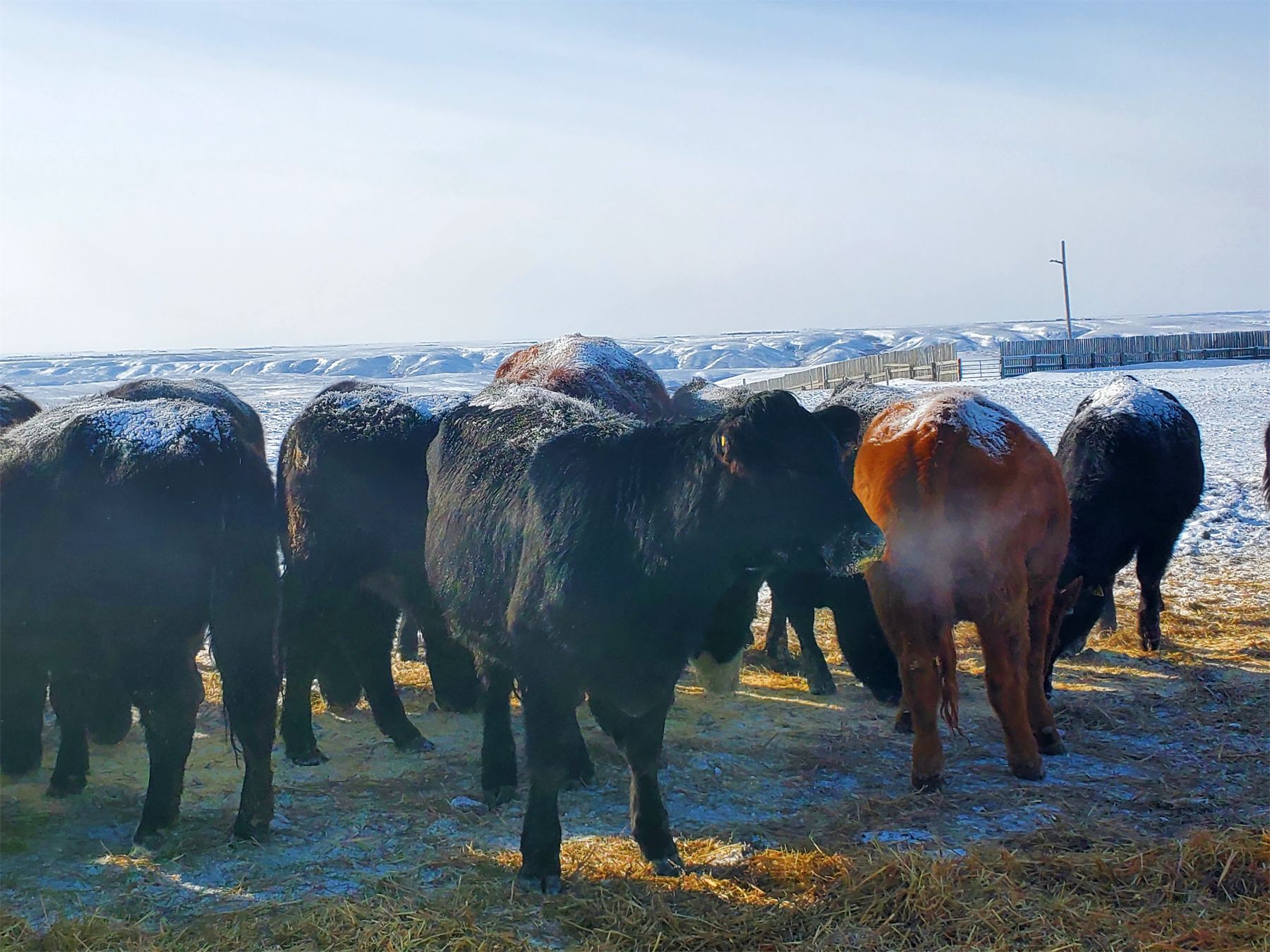 Justin Williams - Black Angus Bred Heifers - 11 Head (Kyle, SK) - Team ...