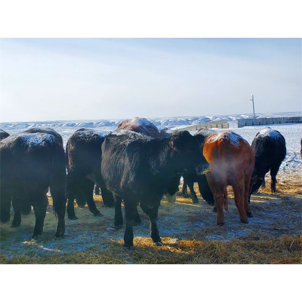 Justin Williams - Black Angus Bred Heifers - 11 Head (Kyle, SK)