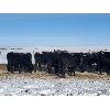 Image 4 : Justin Williams - Black Angus Bred Heifers - 11 Head (Kyle, SK)