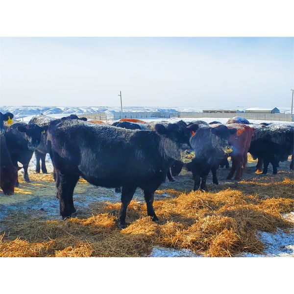 Justin Williams - Black Angus Bred Heifers - 11 Head (Kyle, SK)
