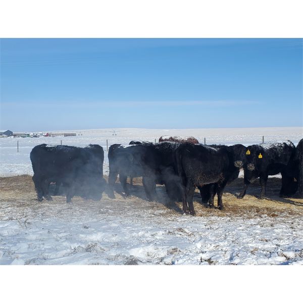 Justin Williams - Black Angus Bred Heifers - 11 Head (Kyle, SK)