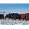 Image 6 : Justin Williams - Black Angus Bred Heifers - 11 Head (Kyle, SK)