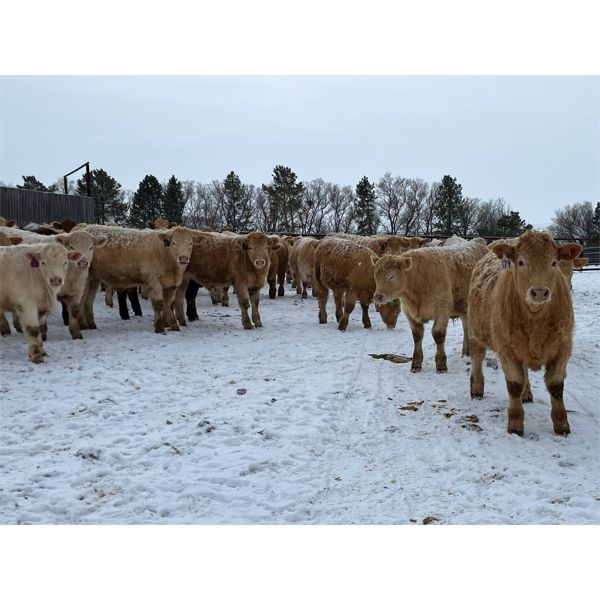 Hawks Haven Ranch - 940# Steers - 67 Head (Compeer, AB)