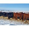 Image 10 : Justin Williams - Red Angus Bred Heifers - 12 Head (Kyle, SK)