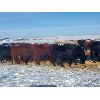 Image 11 : Justin Williams - Red Angus Bred Heifers - 12 Head (Kyle, SK)
