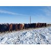 Image 12 : Justin Williams - Red Angus Bred Heifers - 12 Head (Kyle, SK)