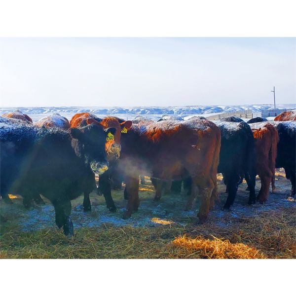 Justin Williams - Red Angus Bred Heifers - 12 Head (Kyle, SK)