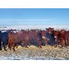 Image 2 : Justin Williams - Red Angus Bred Heifers - 12 Head (Kyle, SK)