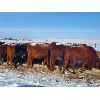 Image 3 : Justin Williams - Red Angus Bred Heifers - 12 Head (Kyle, SK)