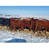 Image 4 : Justin Williams - Red Angus Bred Heifers - 12 Head (Kyle, SK)