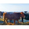 Image 6 : Justin Williams - Red Angus Bred Heifers - 12 Head (Kyle, SK)
