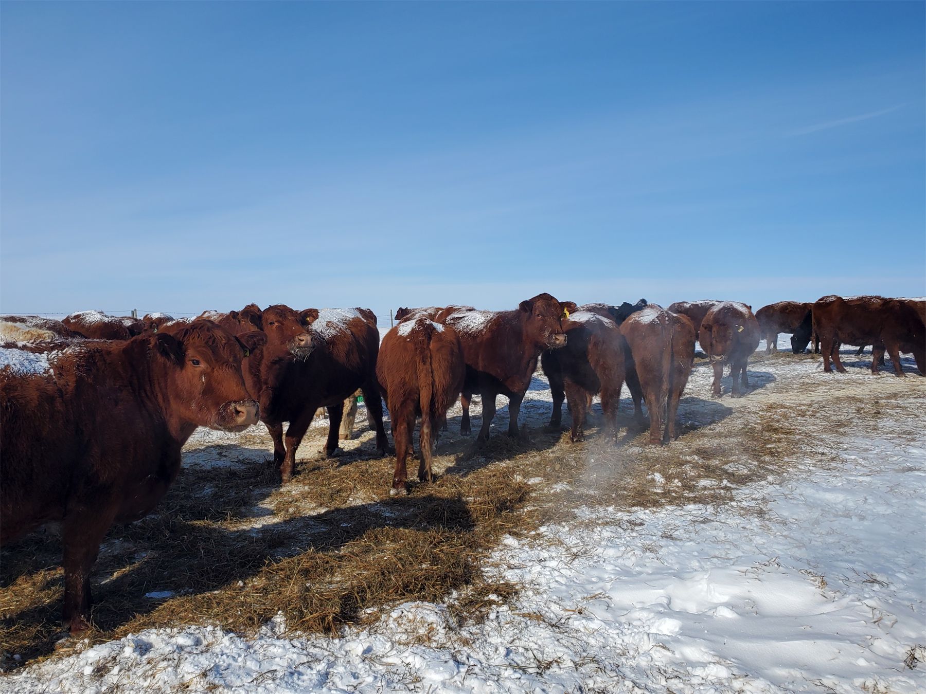 Justin Williams - Red Angus 3rd Calvers - 11 Head (Kyle, SK) - Team ...
