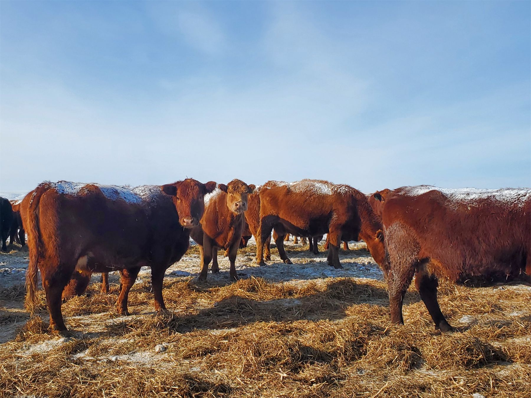 Justin Williams - Red Angus 4th - 7th Calvers - 20 Head (Kyle, SK ...