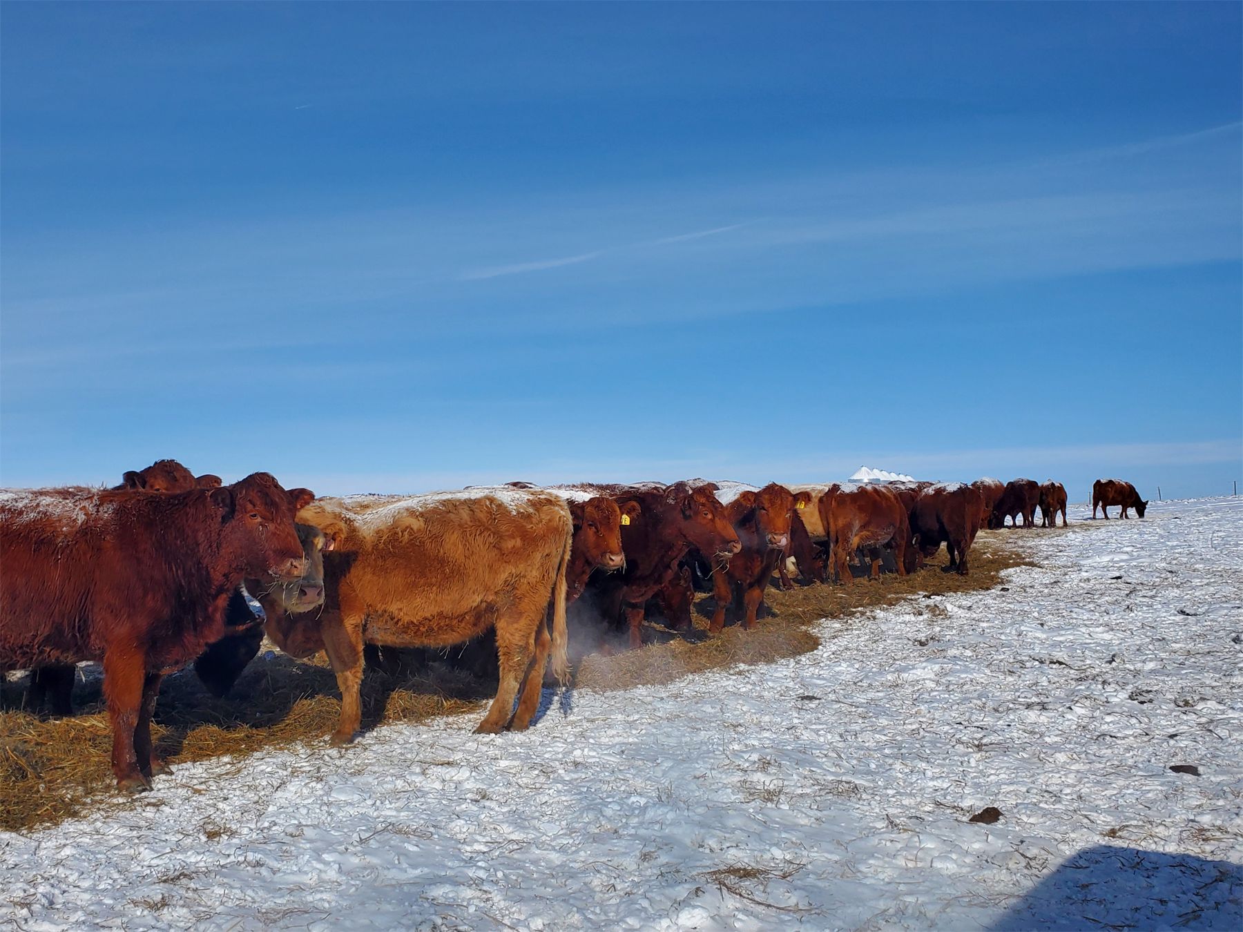 Justin Williams - Red Angus 4th - 7th Calvers - 19 Head (Kyle, SK ...