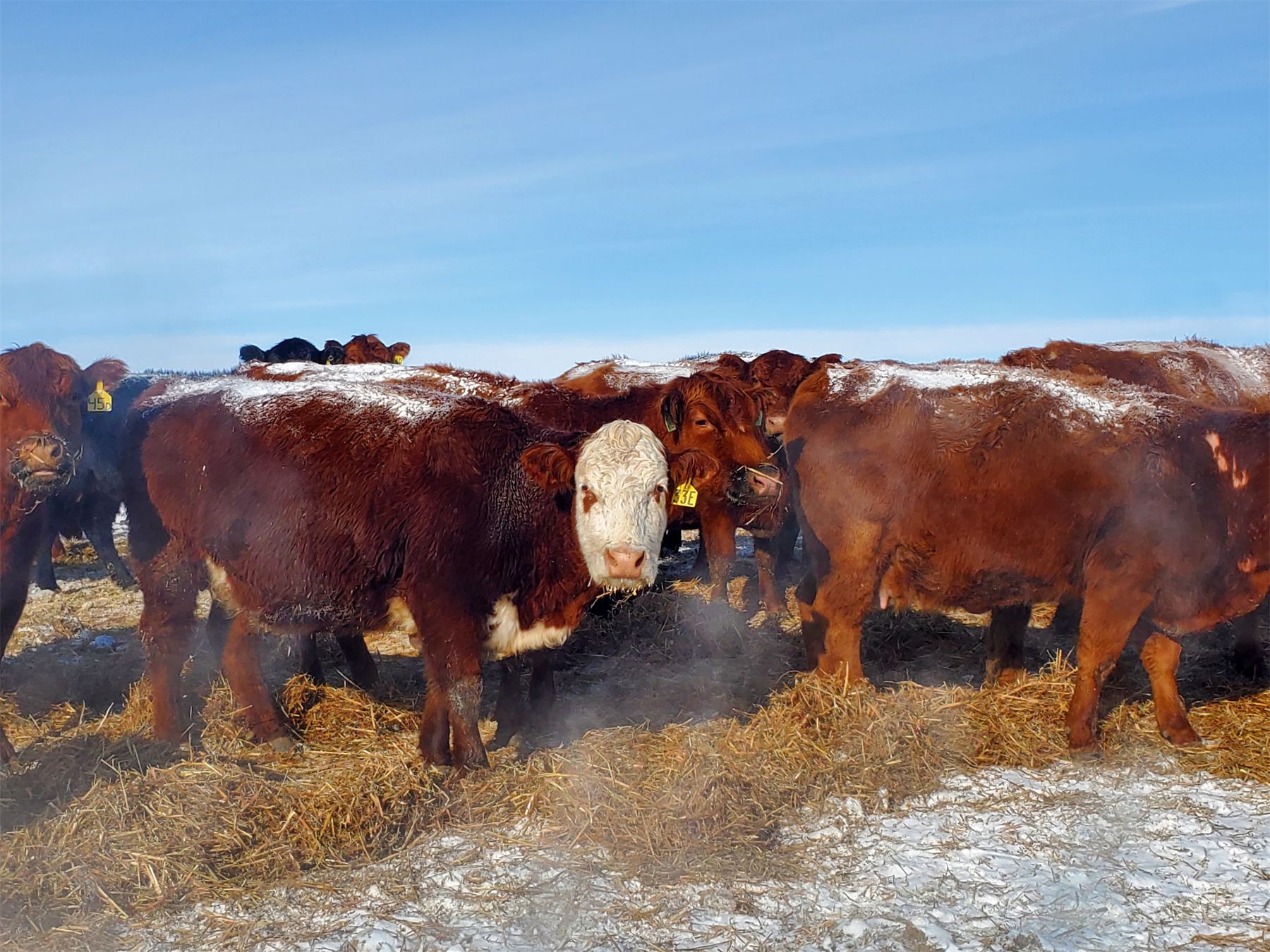 Justin Williams - Red Angus X 4th - 7th Calvers - 13 Head (Kyle, SK ...