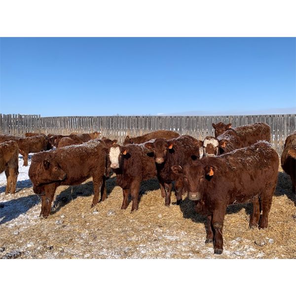 Dan Glover - 725# Heifers - 90 Head (Pine Lake, AB)