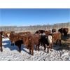 Image 2 : Dan Glover - 725# Heifers - 90 Head (Pine Lake, AB)