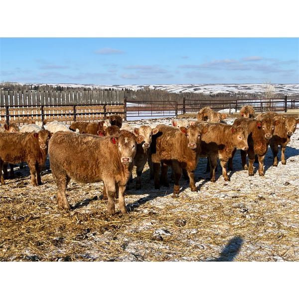Westview Cattle Co. - 1025# Heifers - 180 Head (Consort, AB)