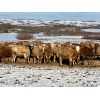 Image 2 : Westview Cattle Co. - 1025# Heifers - 180 Head (Consort, AB)