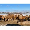 Image 3 : Westview Cattle Co. - 1025# Heifers - 180 Head (Consort, AB)