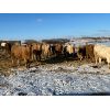 Image 6 : Westview Cattle Co. - 1025# Heifers - 180 Head (Consort, AB)