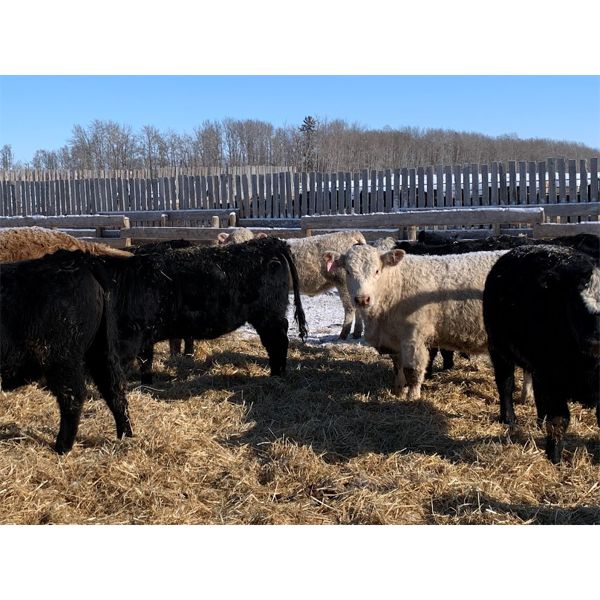 Rice Farms - 910# Heifers - 69 Head (Lacombe, AB)