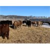 Image 2 : Rice Farms - 910# Heifers - 69 Head (Lacombe, AB)
