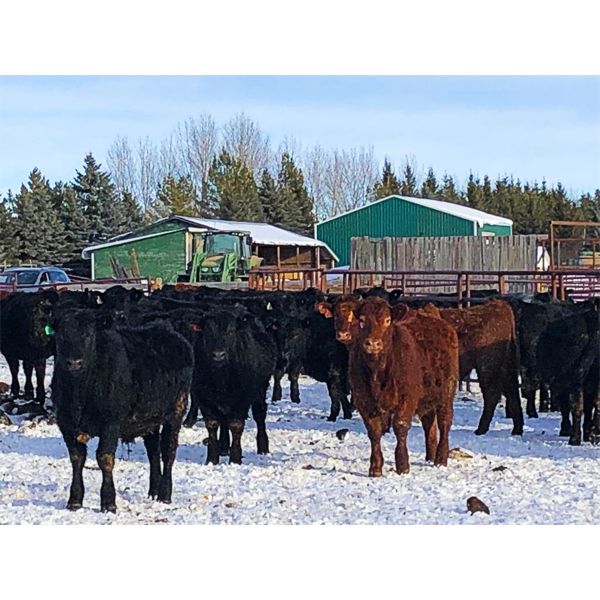 BN Ranch - 775# Steers - 160 Head (Boyle, AB)