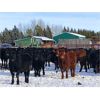 Image 1 : BN Ranch - 775# Steers - 160 Head (Boyle, AB)