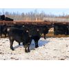 Image 3 : BN Ranch - 775# Steers - 160 Head (Boyle, AB)