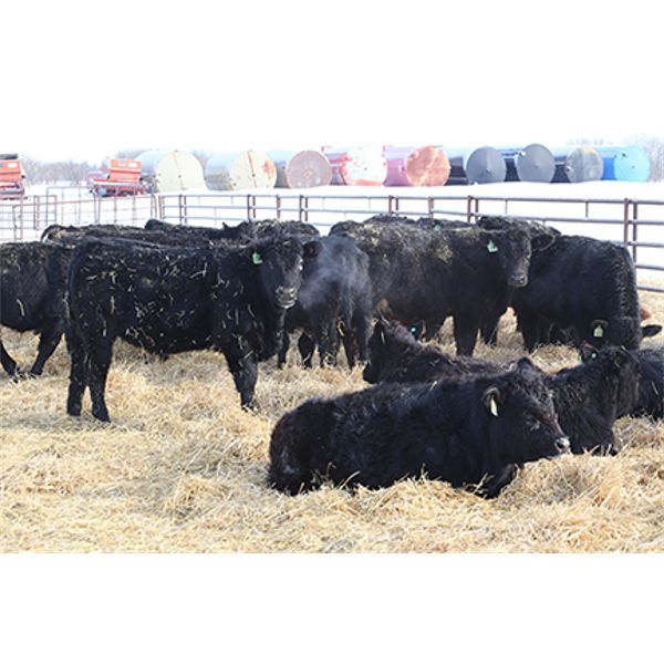 Riverside Farms - 700# Steers - 68 Head (Oxbow, SK)
