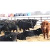Image 2 : Riverside Farms - 700# Steers - 68 Head (Oxbow, SK)
