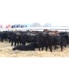 Image 3 : Riverside Farms - 700# Steers - 68 Head (Oxbow, SK)