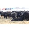 Image 4 : Riverside Farms - 700# Steers - 68 Head (Oxbow, SK)