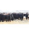 Image 5 : Riverside Farms - 700# Steers - 68 Head (Oxbow, SK)